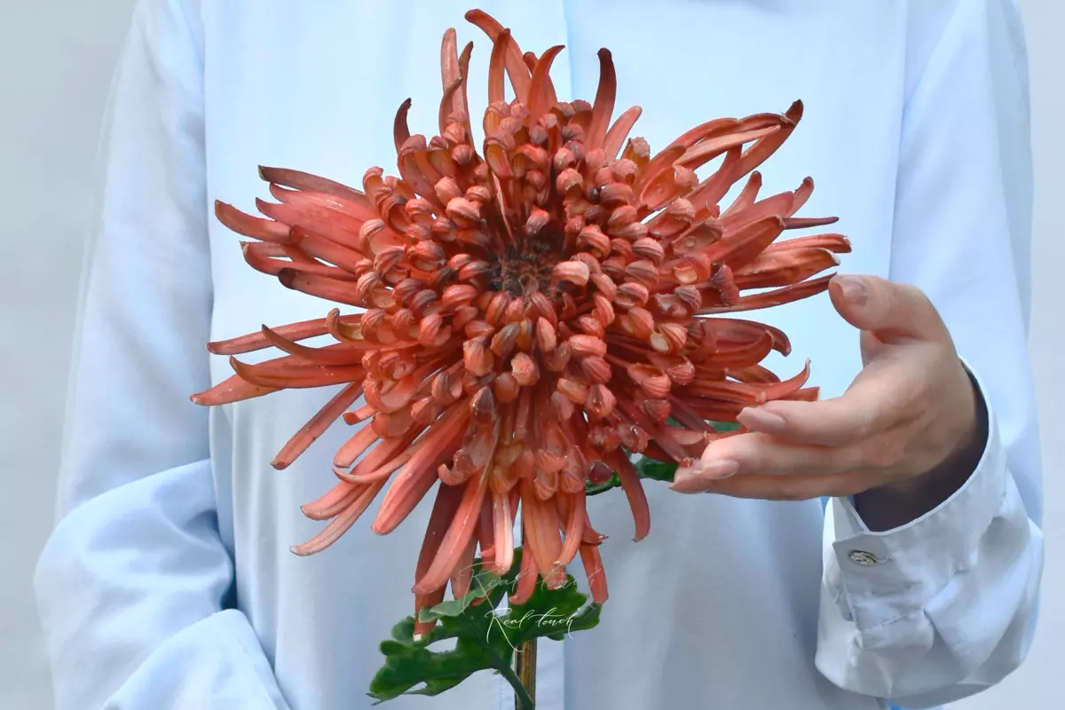 Хризантема Лебединая песня - Коралловый