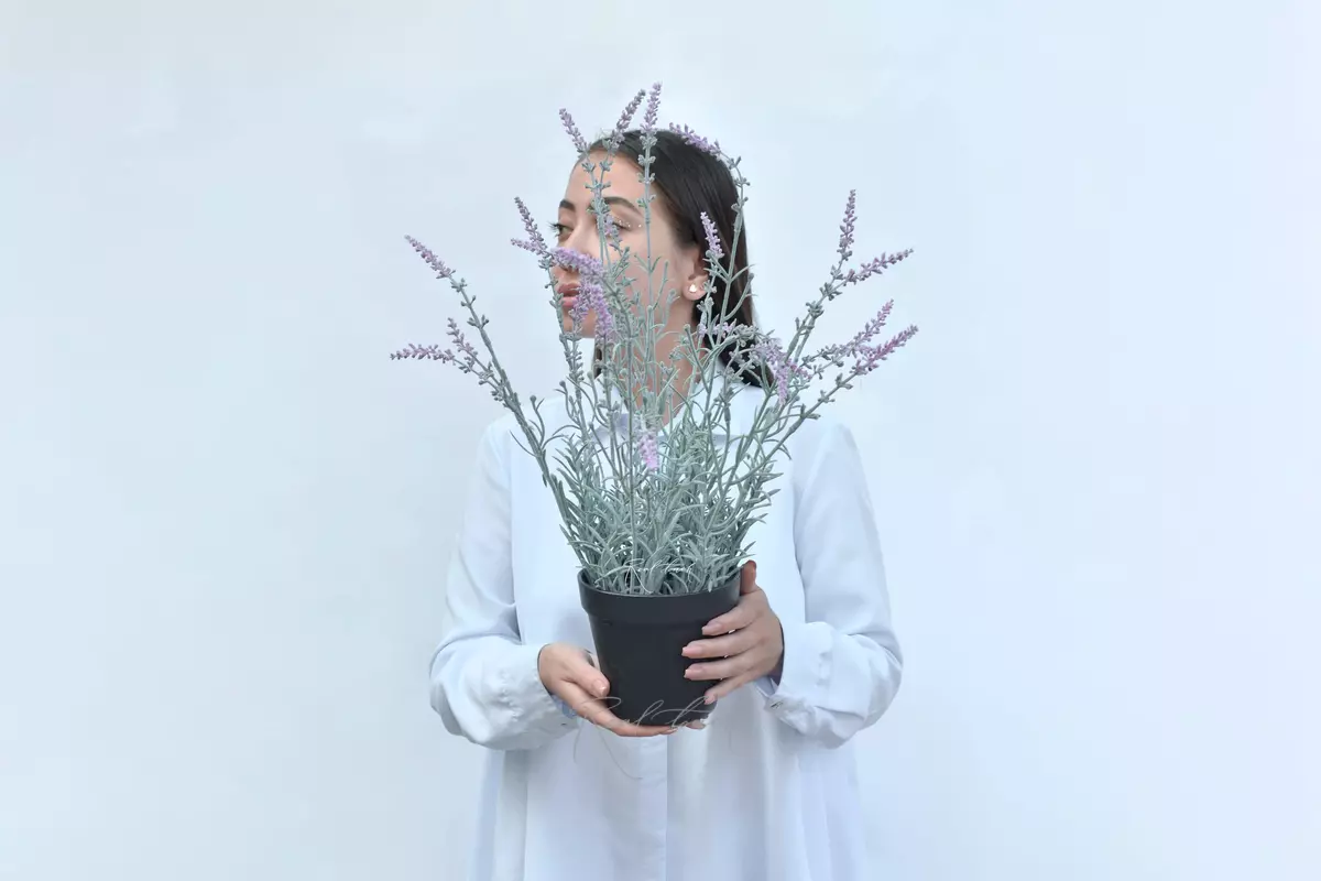 Лаванда широколистная в кашпо - Фиолетовый