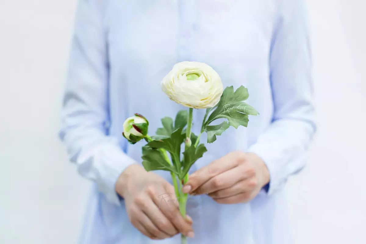 Ранункулюс Клуни - Белый Ранункулюс Клуни - Белый