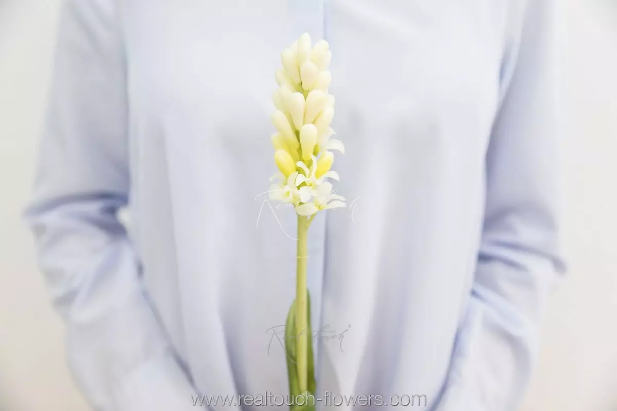 Гиацинт закрытый - Белый Гиацинт закрытый - Белый