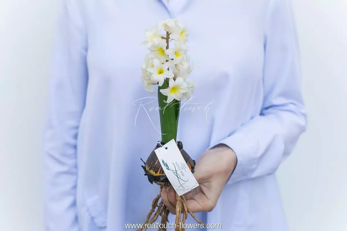 Гиацинт открытый с луковицей - Белый Гиацинт открытый с луковицей - Белый