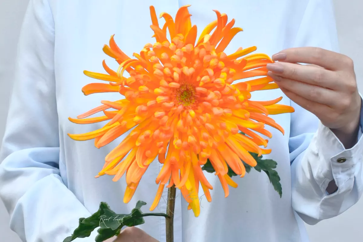 Хризантема Лебединая песня - Оранжевый