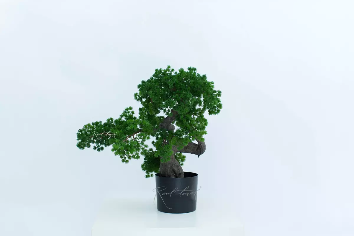 Бонсай игольчатый в. 63 см/ ш. 56 см (черный ствол) - Зеленый