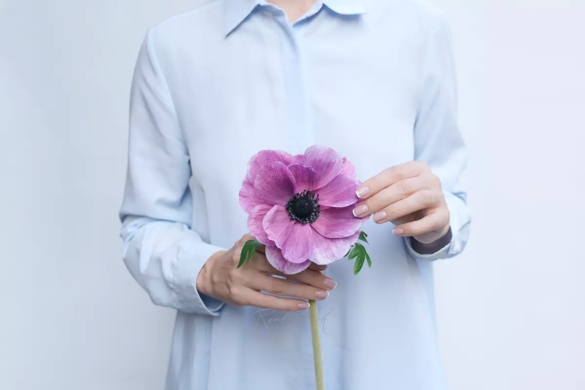 Анемона Де Каен - Фиолетово-розовый Анемона Де Каен - Фиолетово-розовый