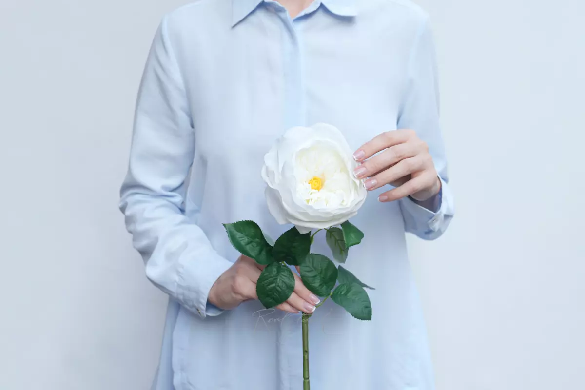 Роза Дэвида Остина Пилигрим средняя - Белый