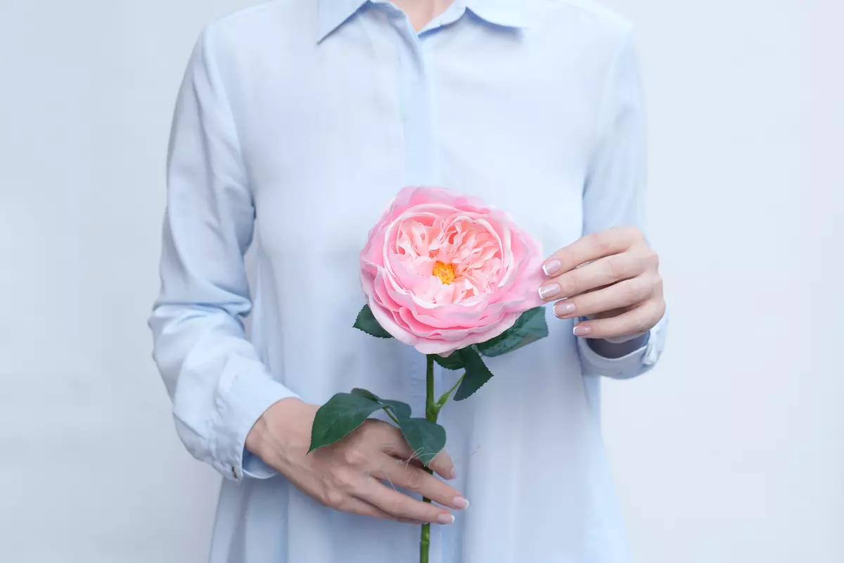 Роза Дэвида Остина Пилигрим средняя - Розовый