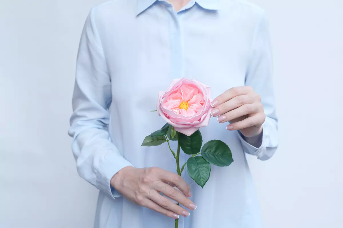 Роза Дэвида Остина Пилигрим малая - Розовый