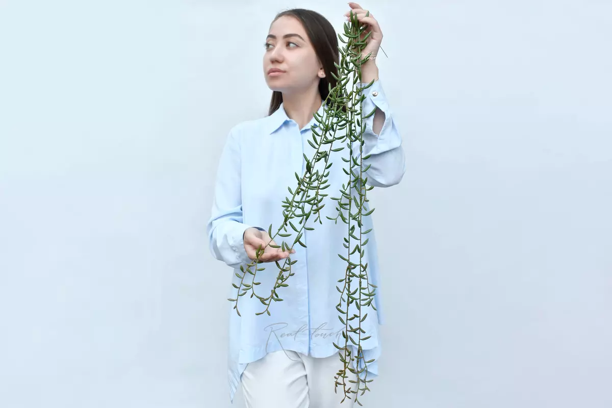 Сенецио radicans "String of Bananas" - Темно-зеленый Сенецио radicans "String of Bananas" - Темно-зеленый