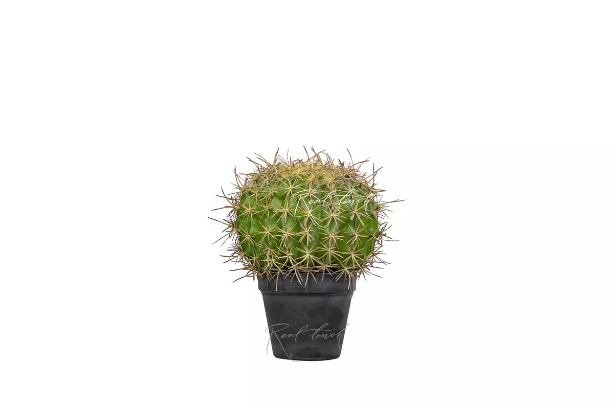 Эхинокактус Грузона малый - Зеленый Эхинокактус Грузона малый - Зеленый