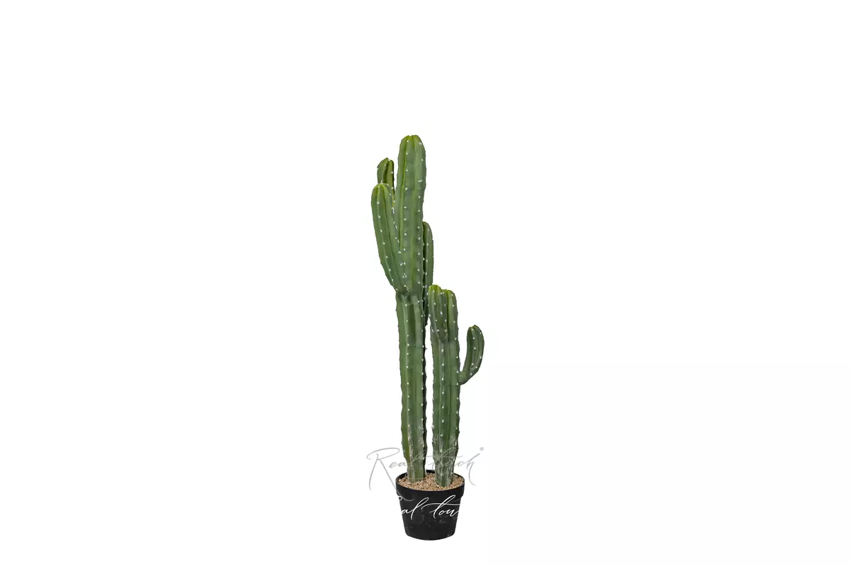 Кактус Цереус Джамакару 101см - Зеленый Кактус Цереус Джамакару 101см - Зеленый
