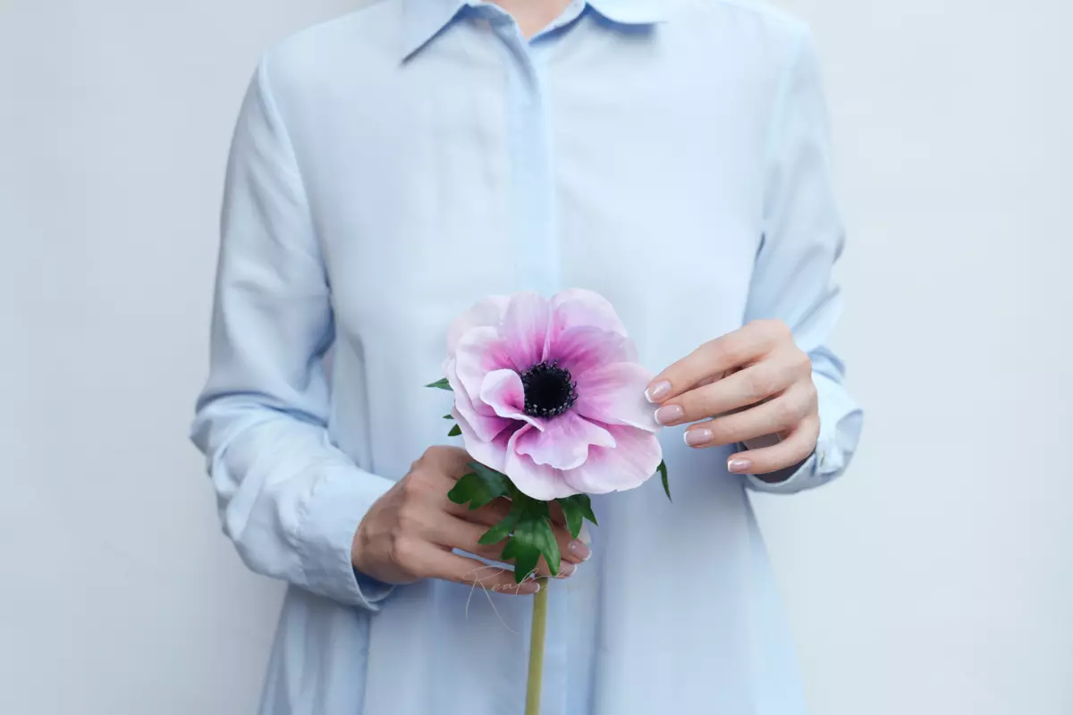 Анемона Де Каен - Бело-розовый Анемона Де Каен - Бело-розовый