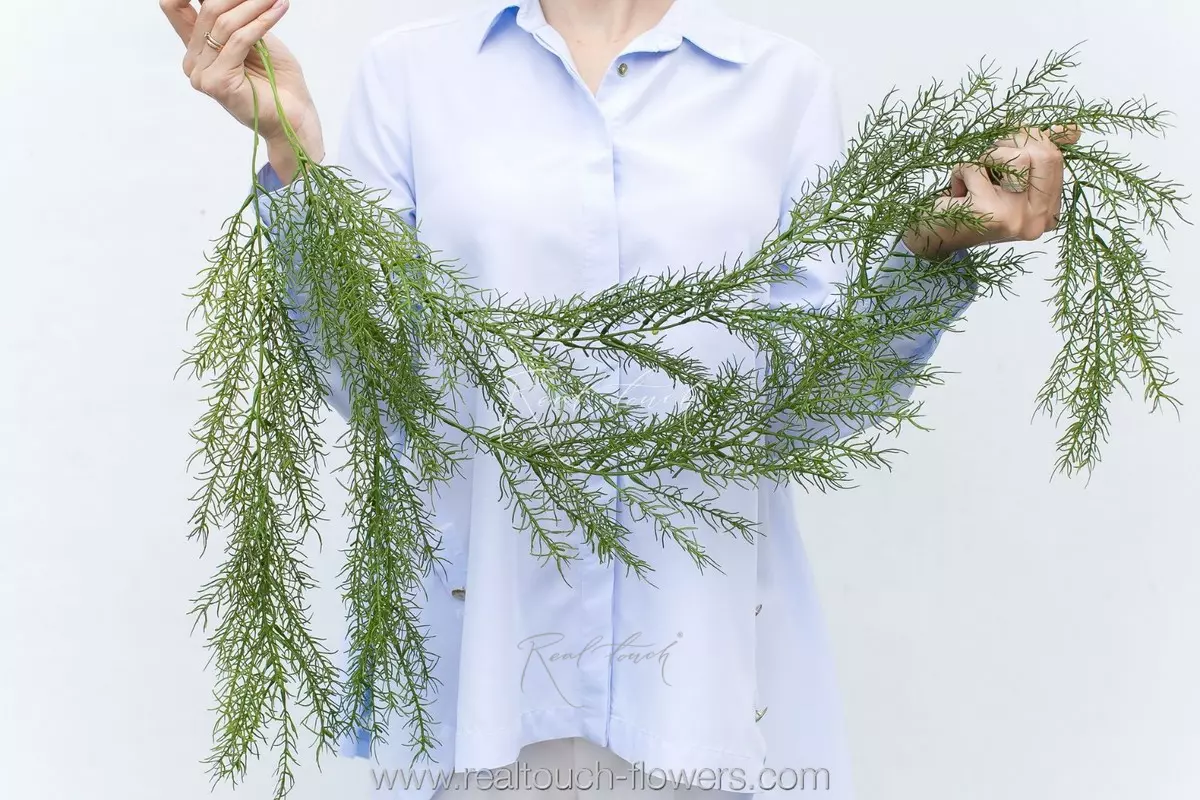 Аспарагус Шпренгера - Зеленый