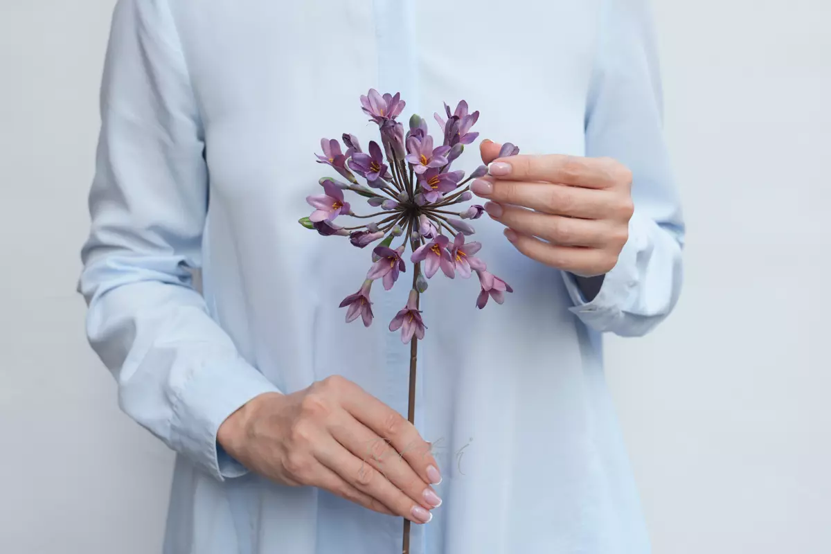 Агапантус - Сиреневый