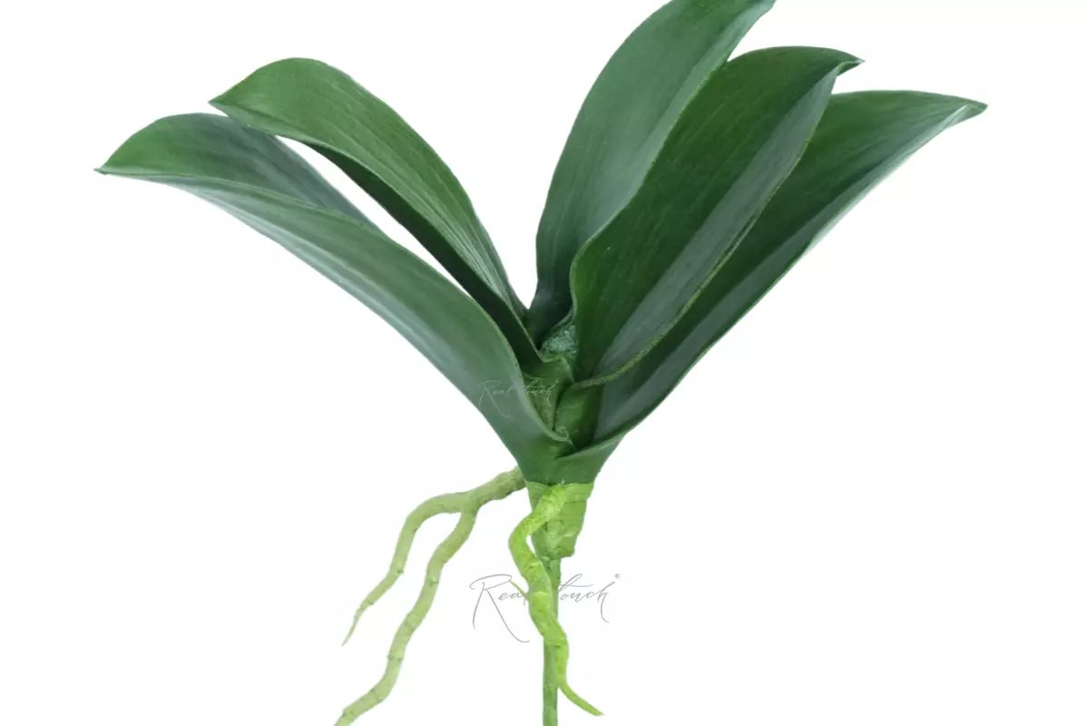 Листья Орхидеи Premium (малые) - Зеленый Листья Орхидеи Premium (малые) - Зеленый