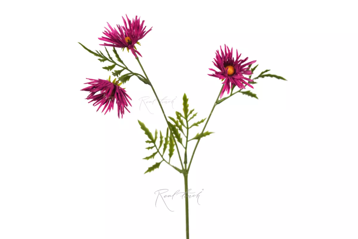 Хризантема Игольчатая small (3 соцветия) - Фуксия