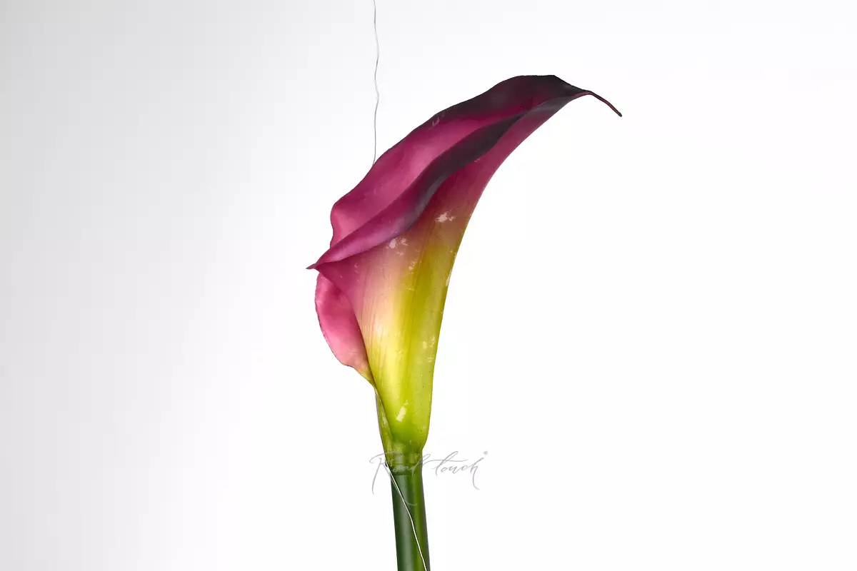 Калла Премиум (49) - Фиолетовый (уценён)