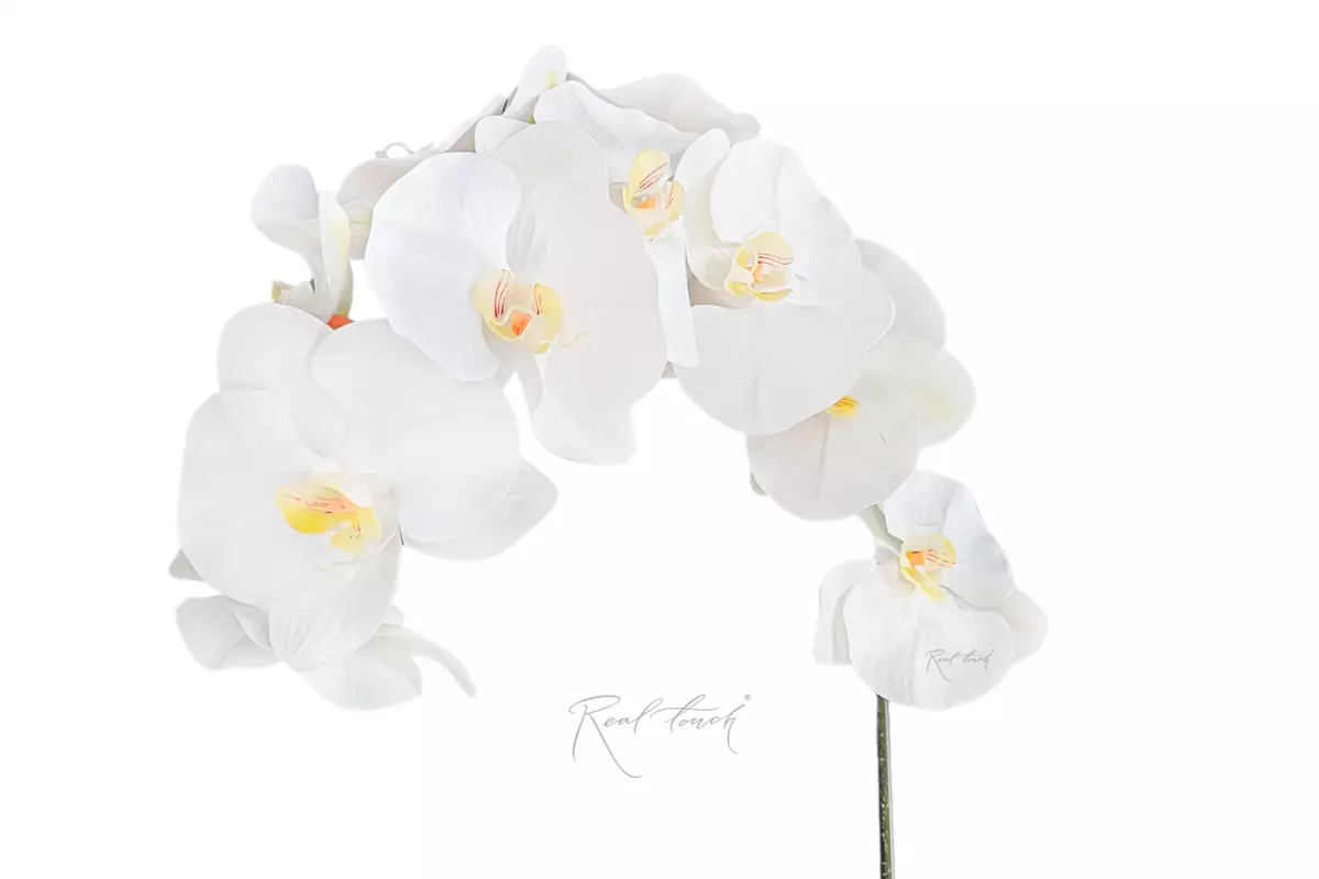 Орхидея 12 соцветий - Белый