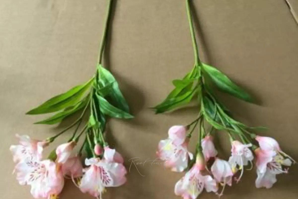 Альстромерия Алисия - Светло-розовый