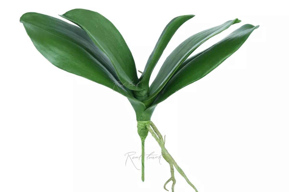 Листья Орхидеи Premium (большие) - Зеленый Листья Орхидеи Premium (большие) - Зеленый