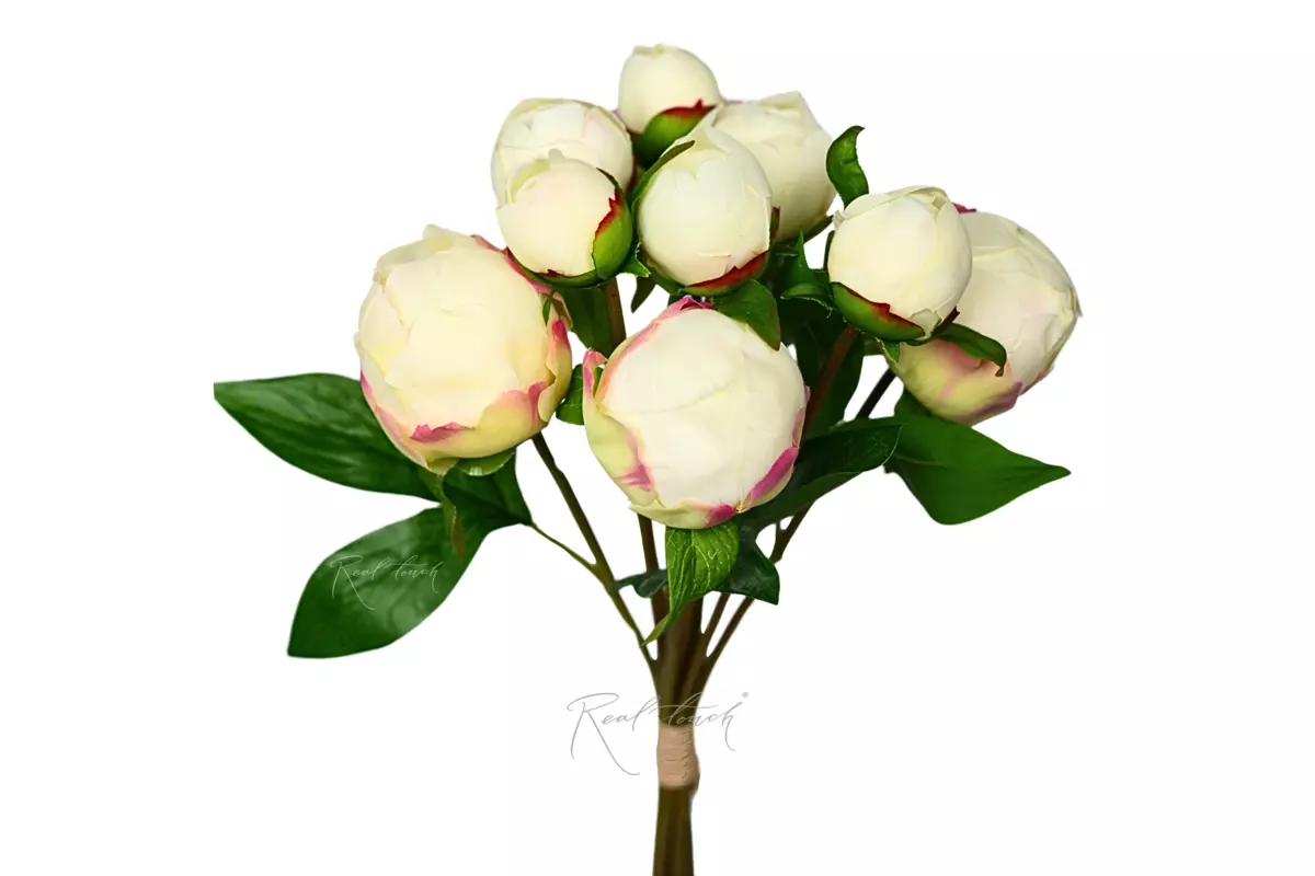 Букет закрытых пионов (9 бутонов) - Кремовый Букет закрытых пионов (9 бутонов) - Кремовый