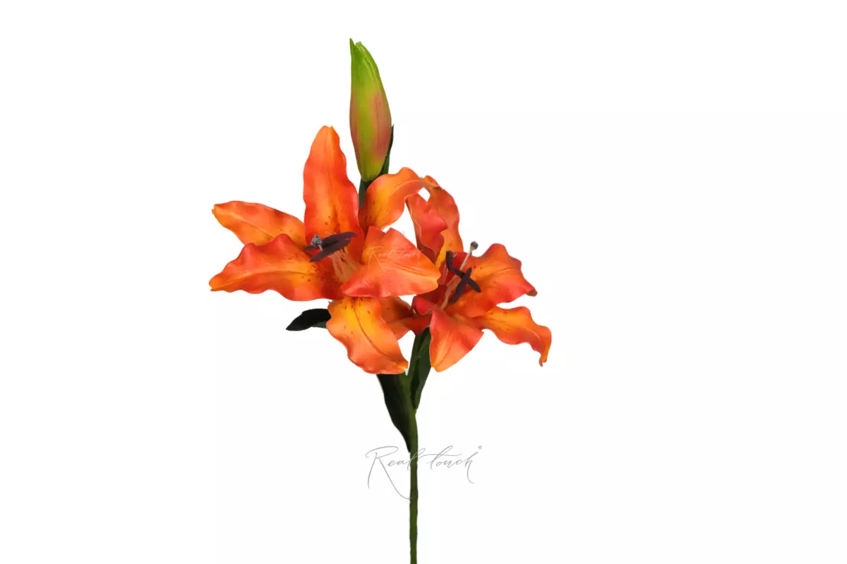 Тигровая лилия - Желто-оранжевый