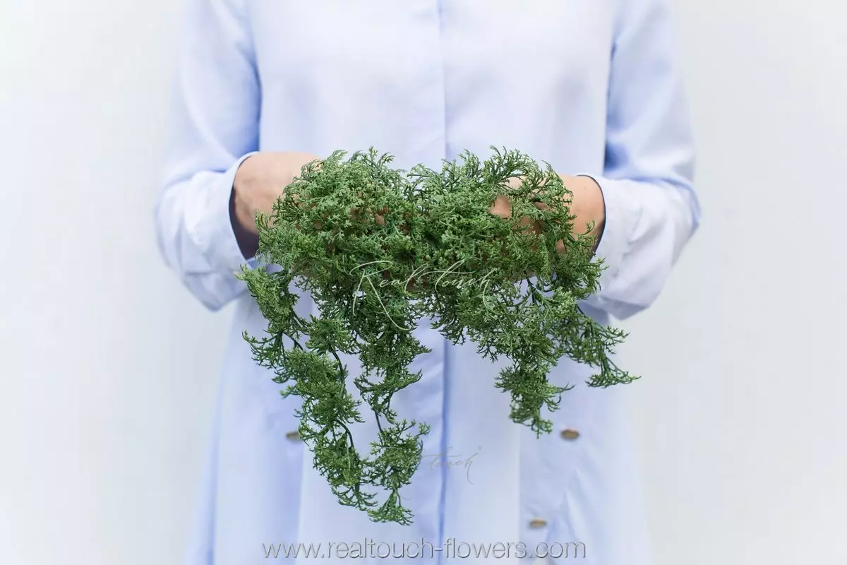 Мох висячий - Зеленый