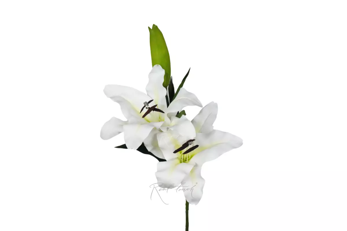 Тигровая лилия - Белый