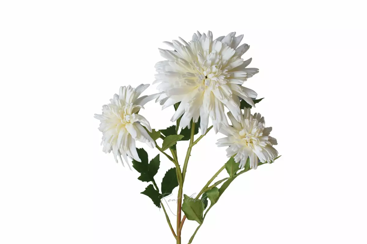 Хризантема Корейская - Белый
