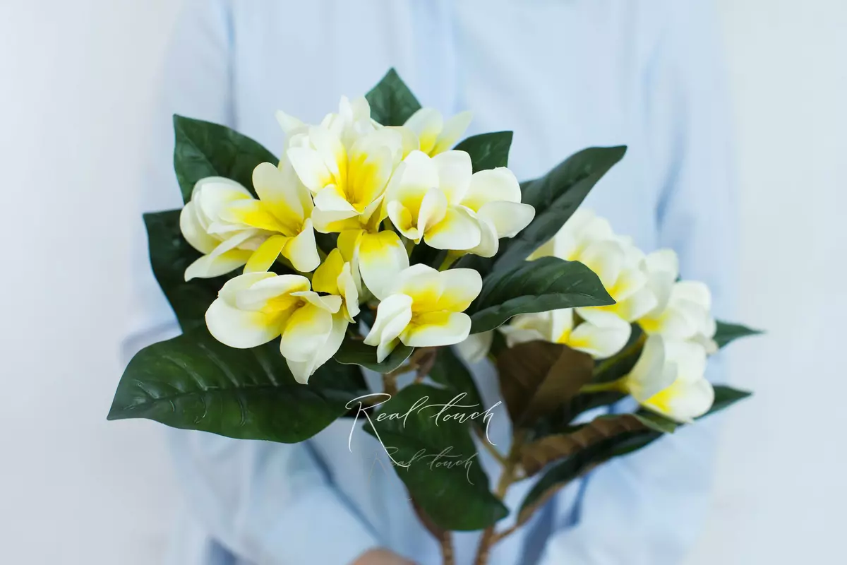 Плюмерия с 2-я ответвлениями - Белый