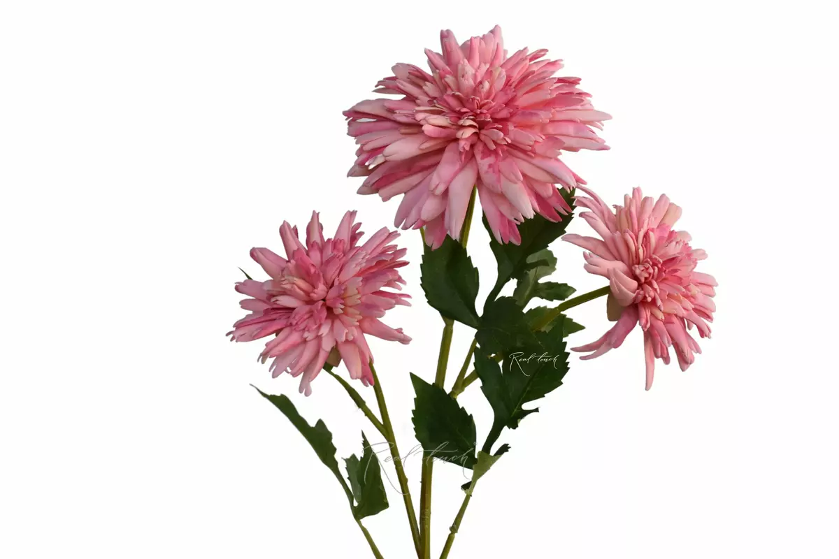 Хризантема Корейская - Розовый Хризантема Корейская - Розовый