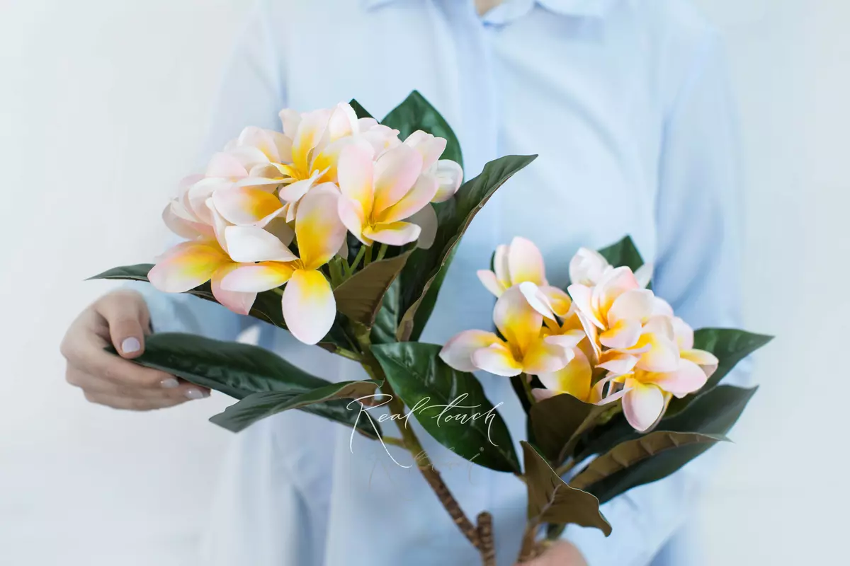 Плюмерия с 2-я ответвлениями - Светло-розовый