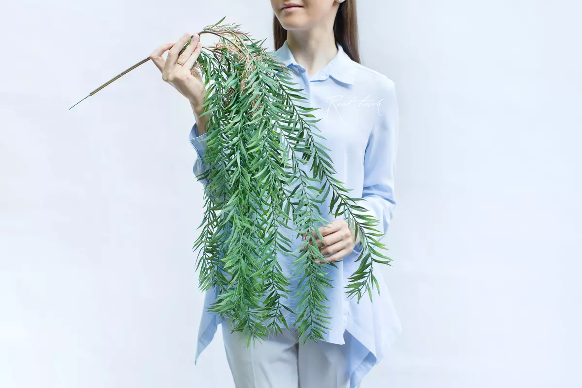 Афрокарпус грачлиор - Зеленый Афрокарпус грачлиор - Зеленый