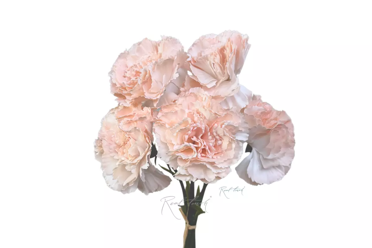 Букет Гвоздик из 5 шт - Персиковый Букет Гвоздик из 5 шт - Персиковый