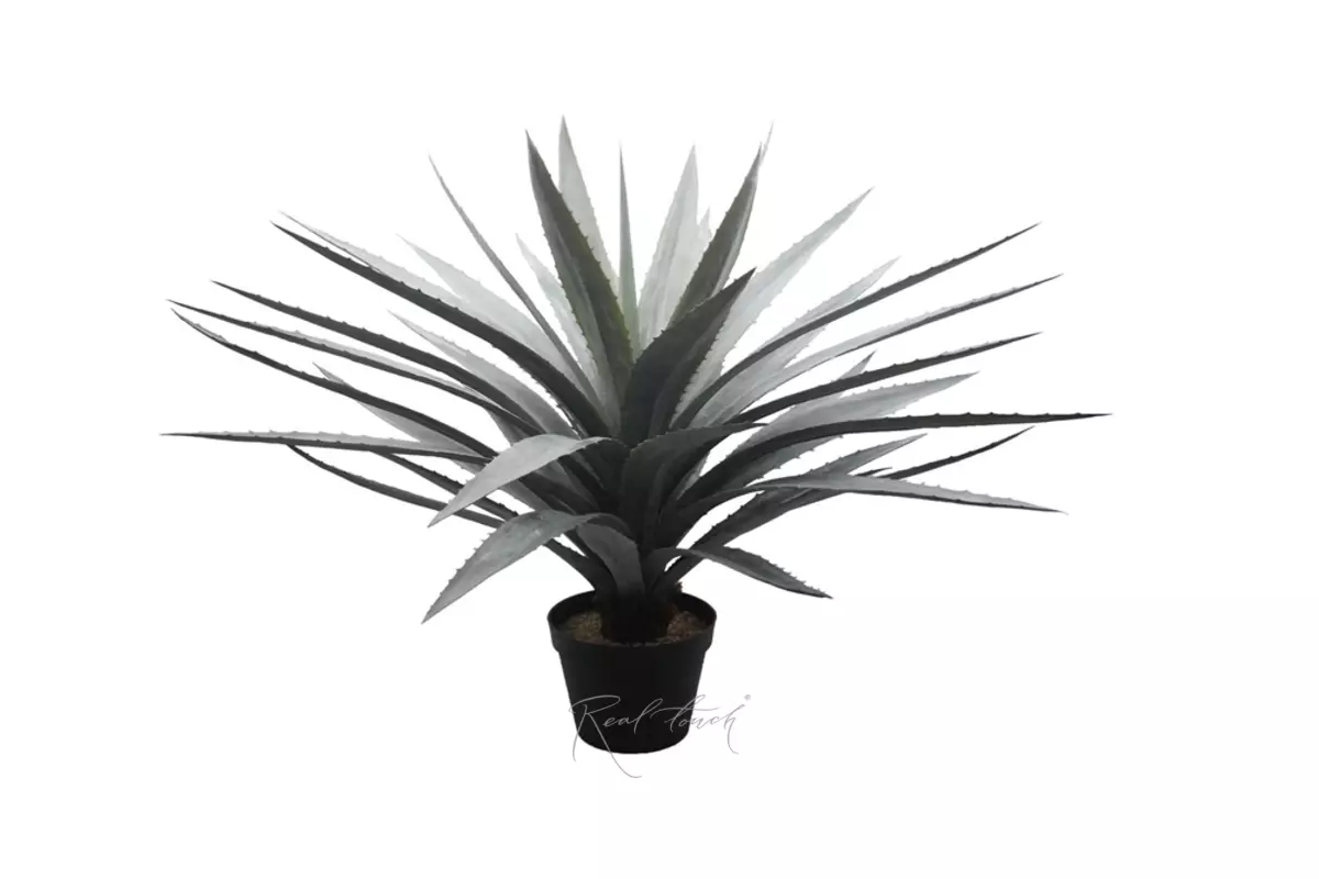 Агава Текильная  - Зеленый