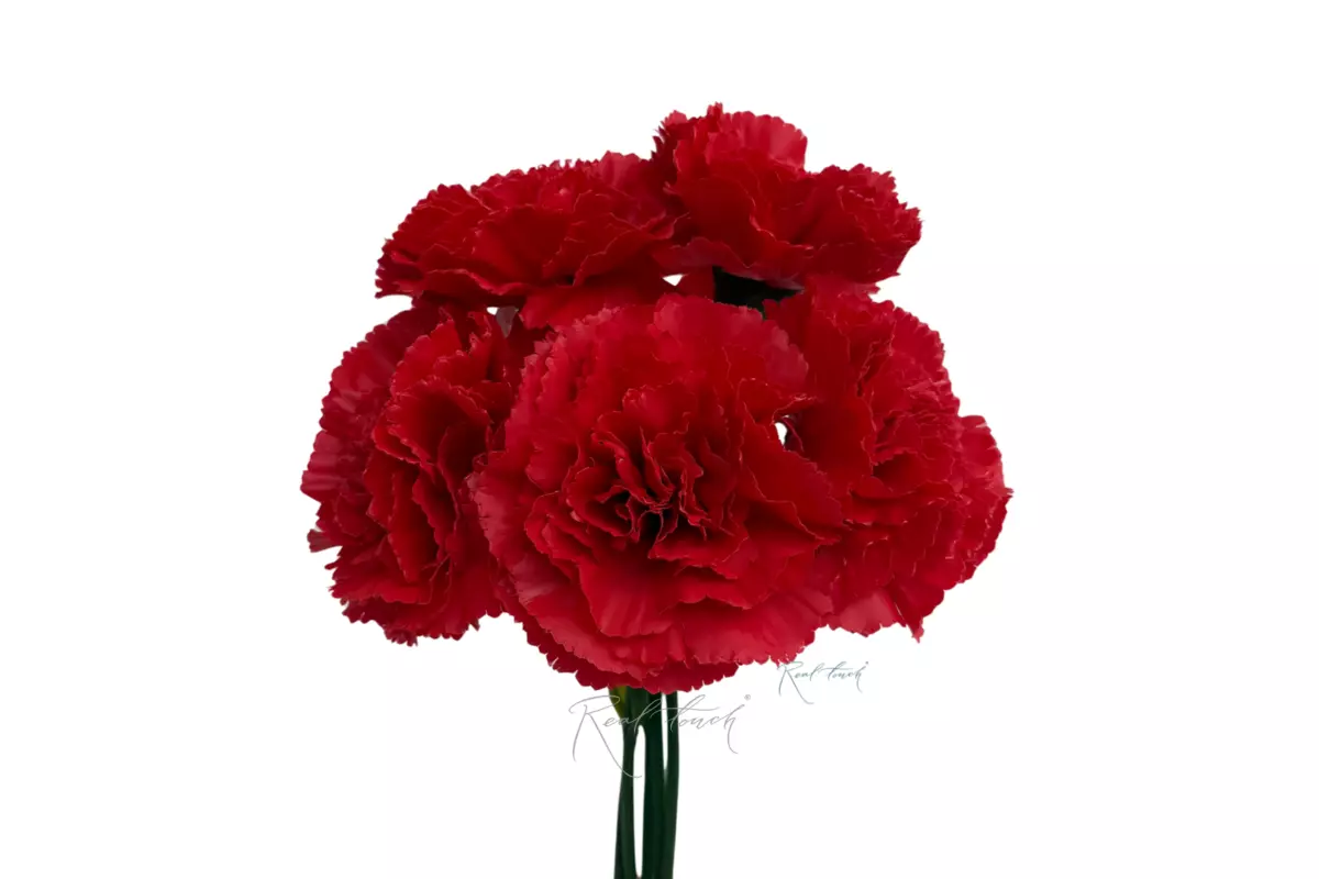 Букет Гвоздик из 5 шт - Красный