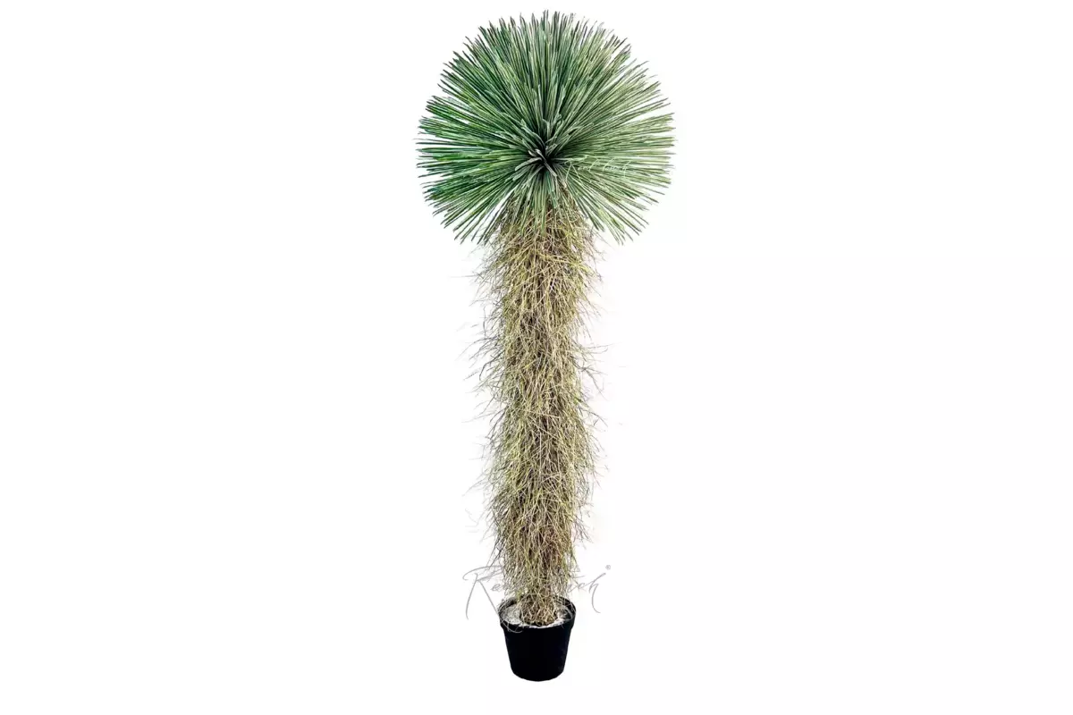 Юкка клювовидная 260см в кашпо - Зеленый Юкка клювовидная 260см в кашпо - Зеленый