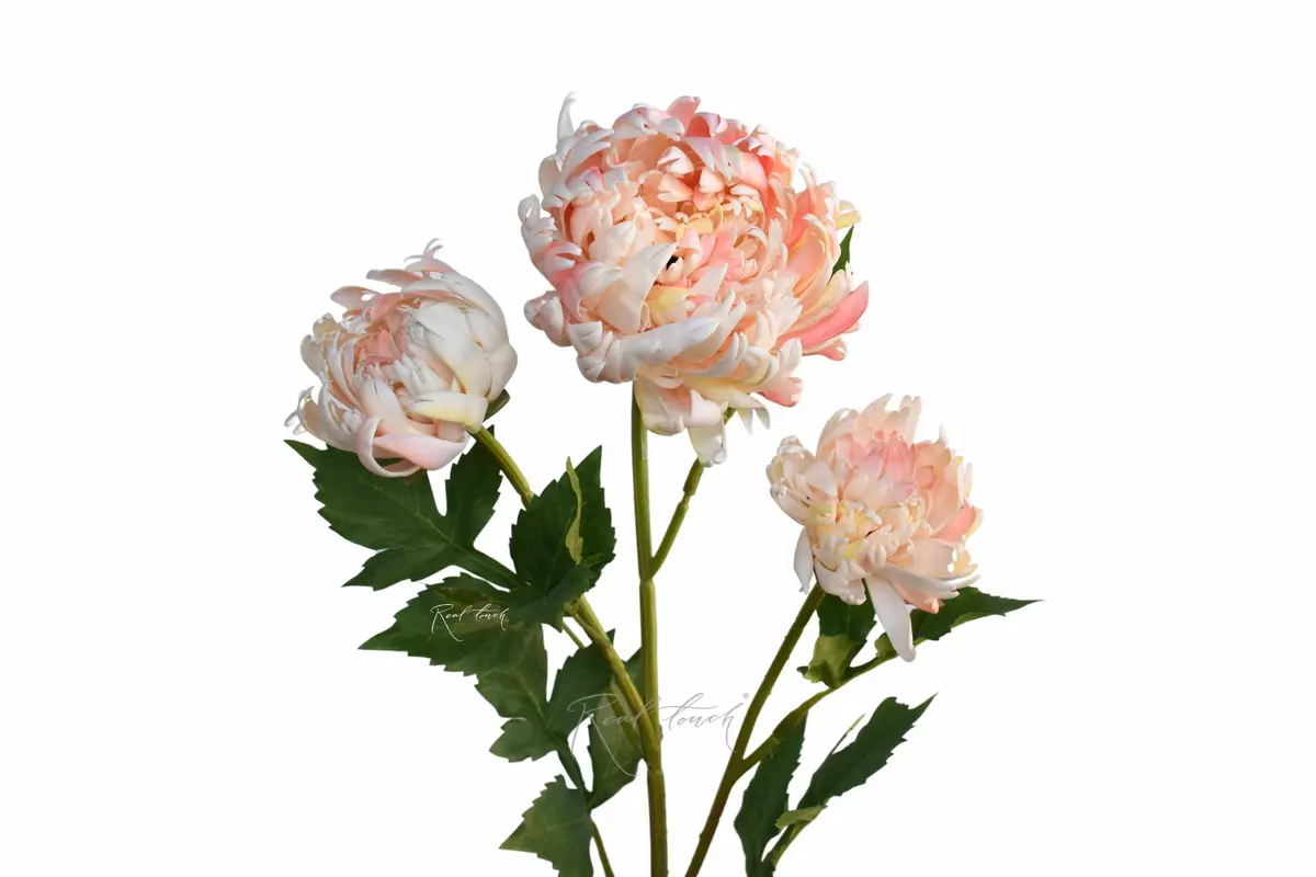 Хризантема Венский бал - Светло-розовый