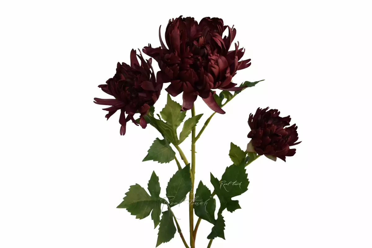 Хризантема Венский бал - Бордо
