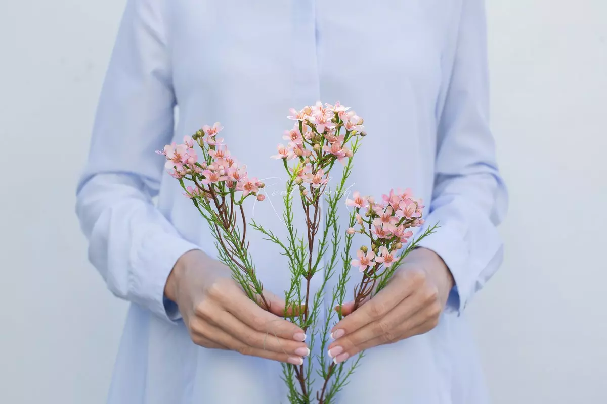 Хамелациум - Розовый