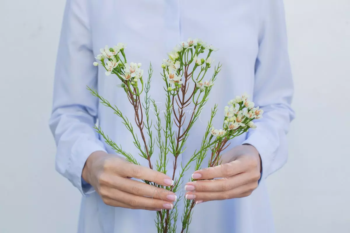 Хамелациум - Светло-желтый Хамелациум - Светло-желтый