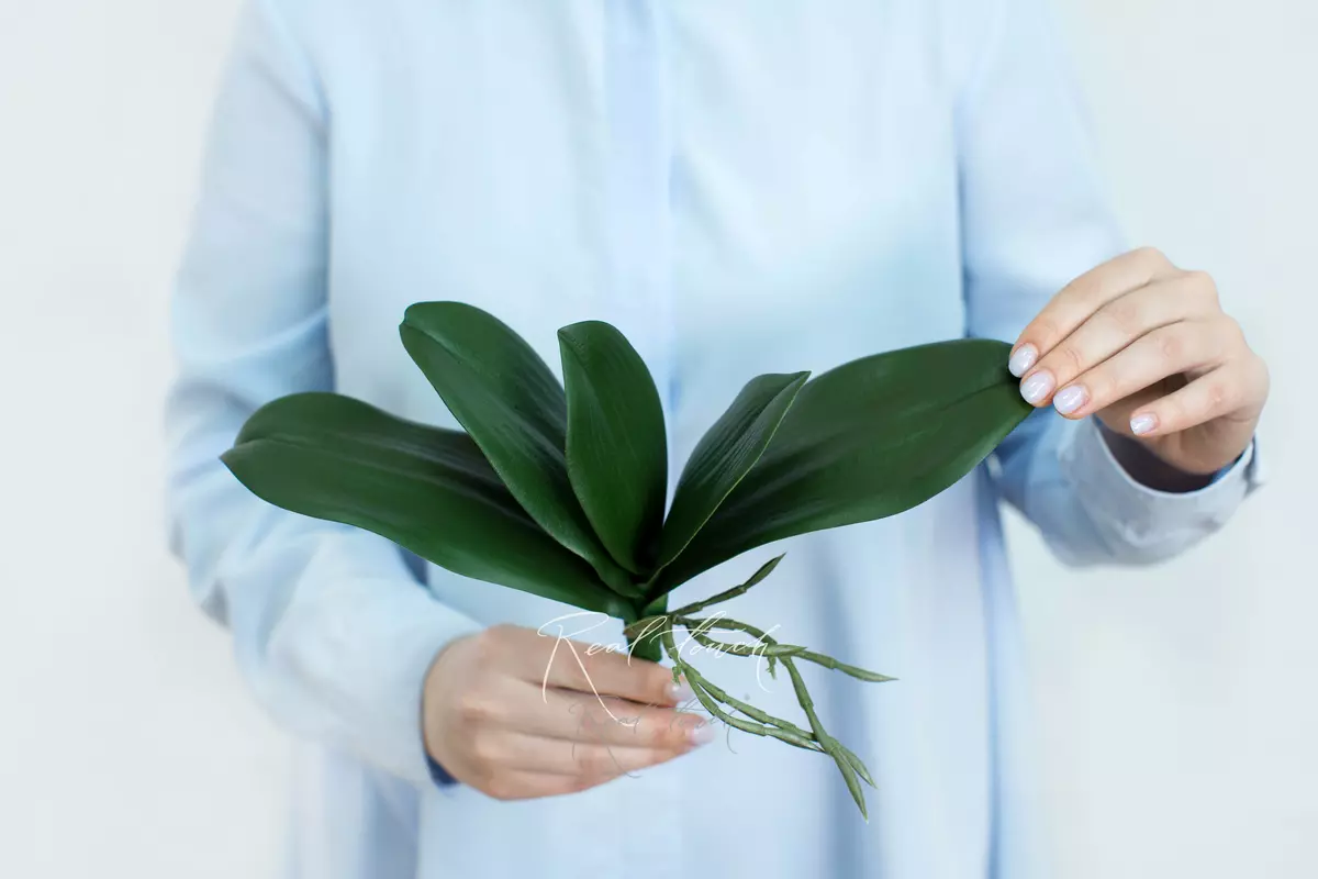 Листья Орхидеи 25см (из 5 листьев) - Зеленый