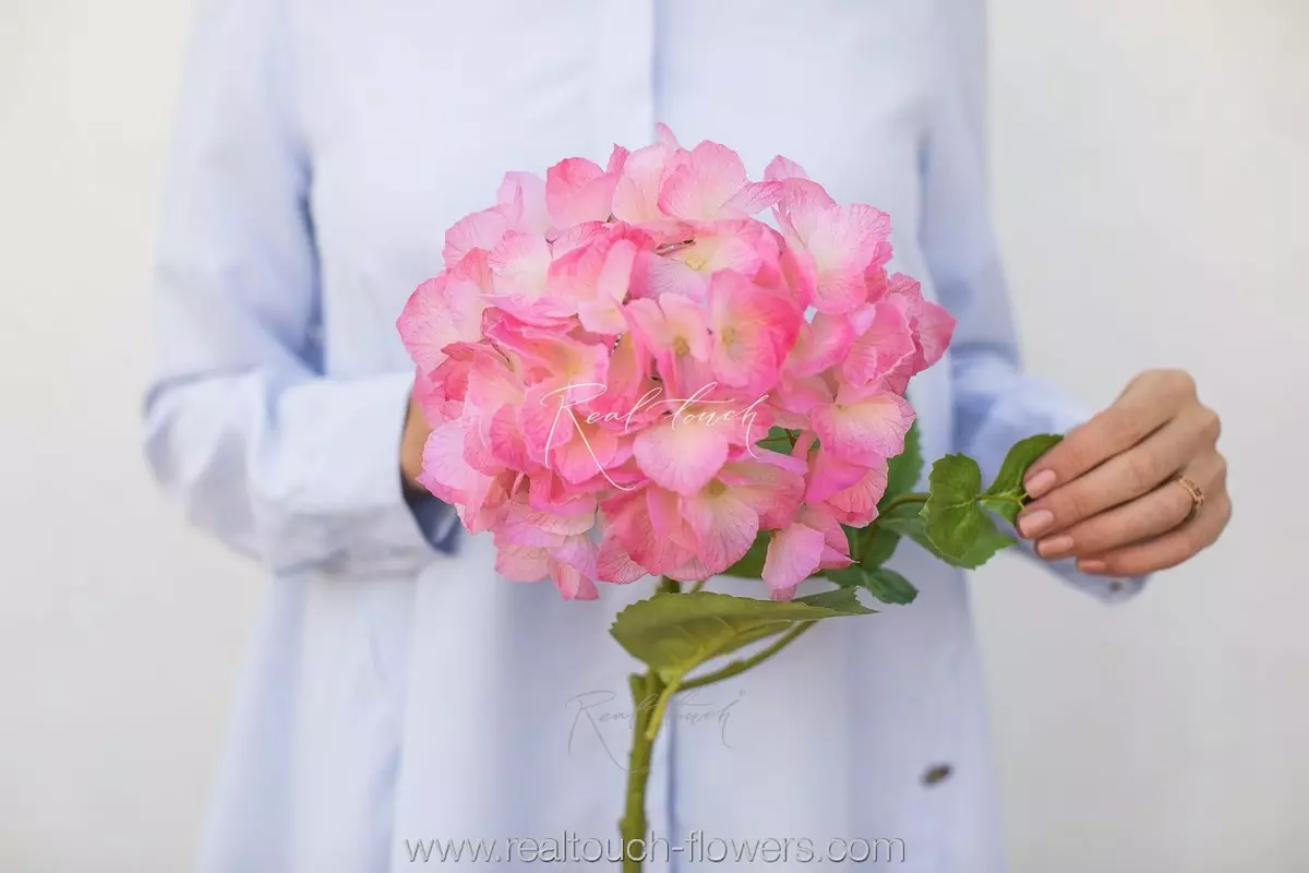 Гортензия с зубчиками на стебле - Розовый