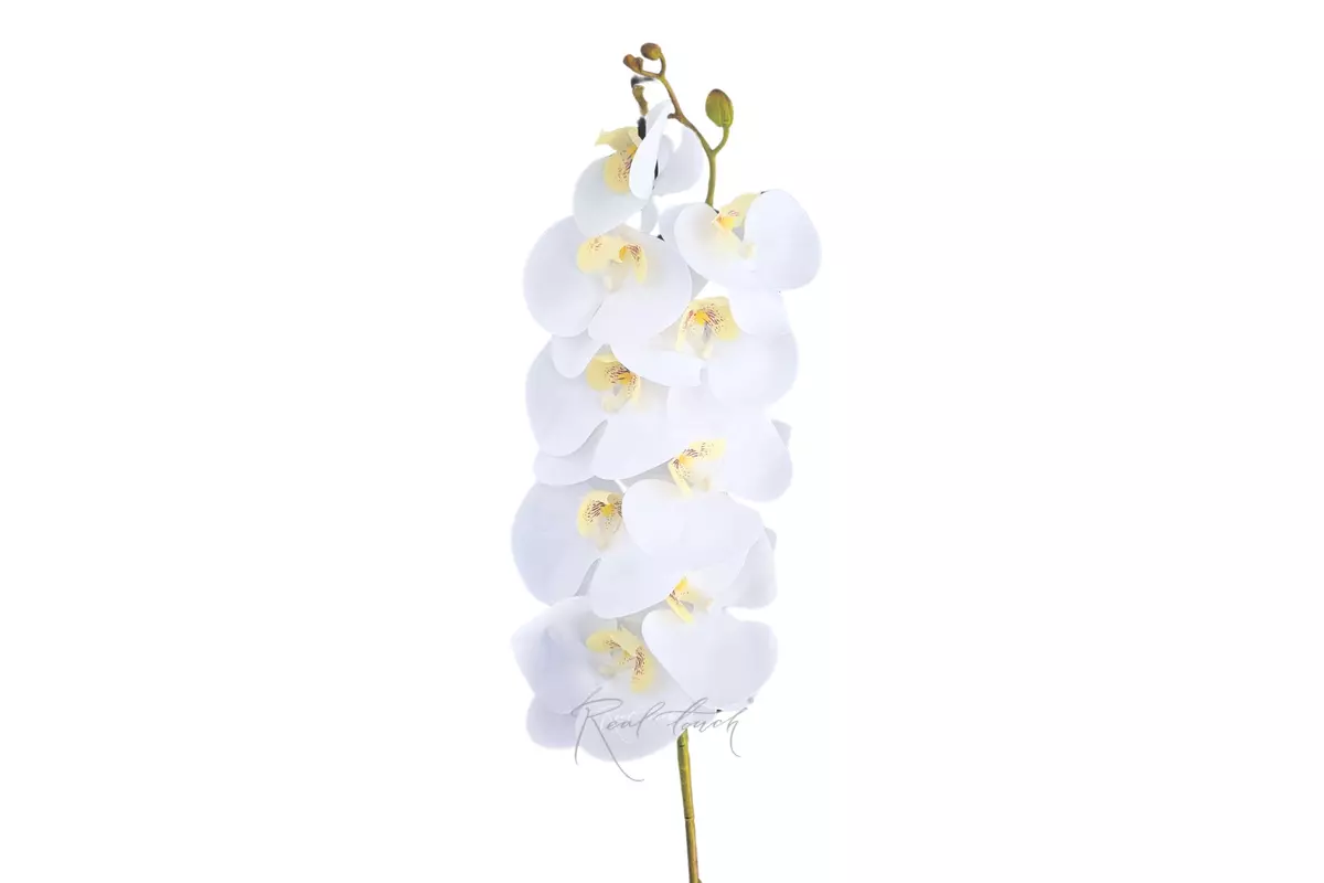 Орхидея 9 соцветий - Белый
