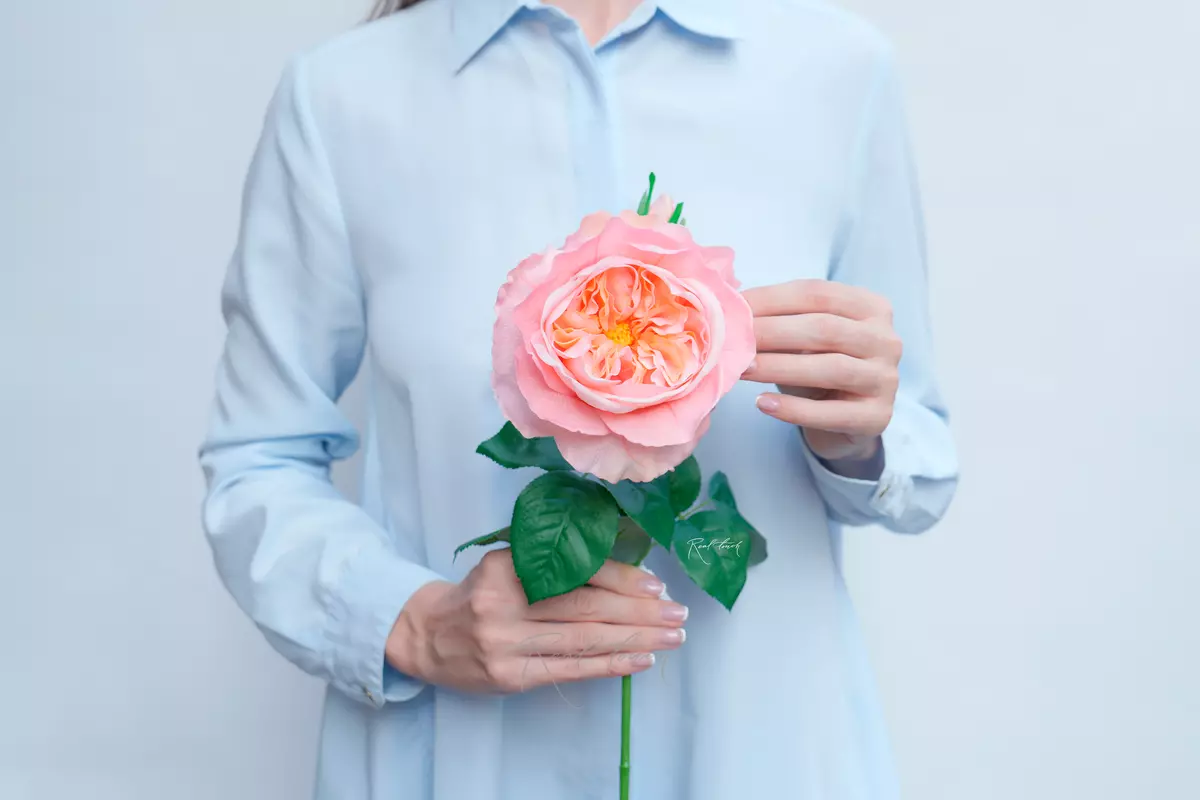 Роза Дэвида Остина Пилигрим крупная - Розовый