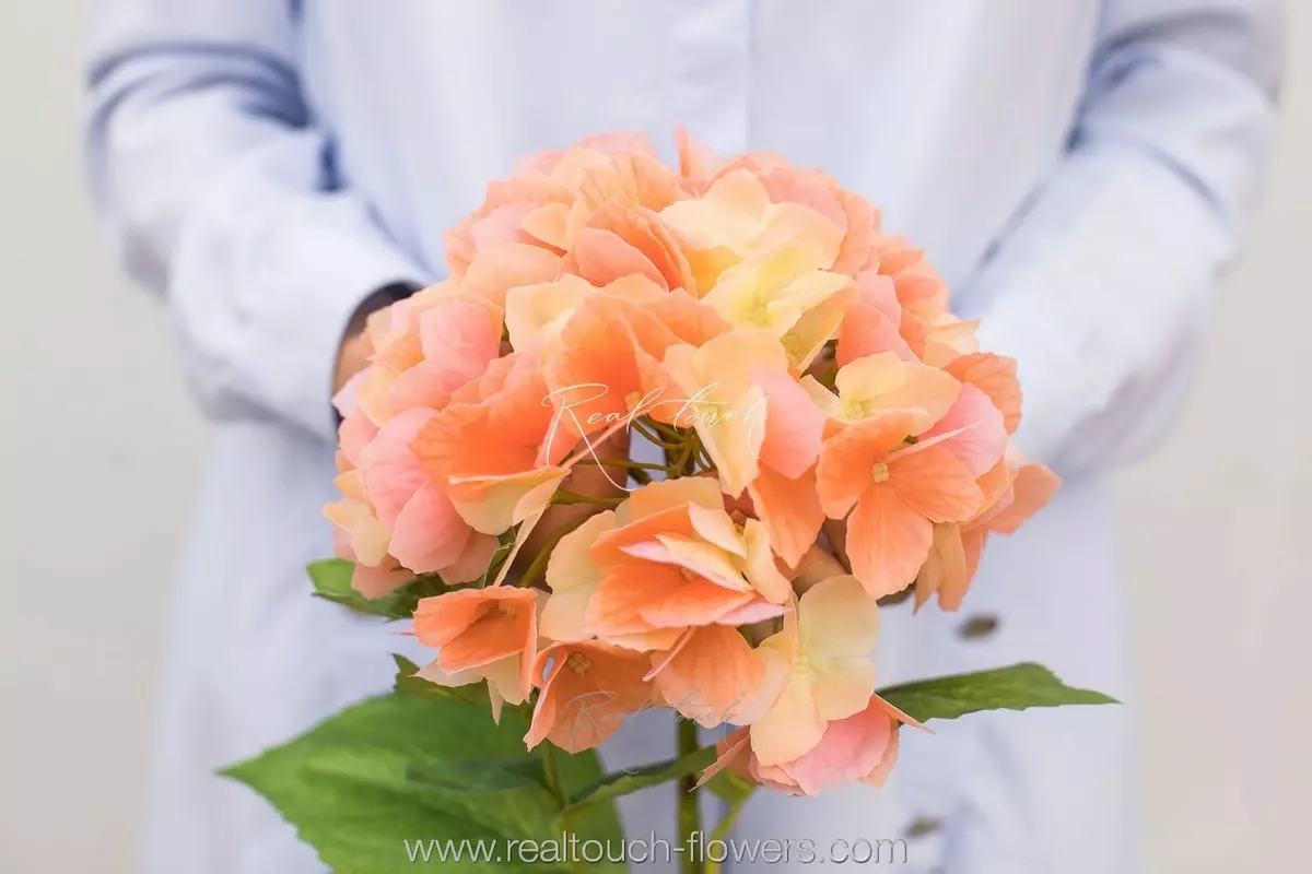 Гортензия с зубчиками на стебле - Персиковый