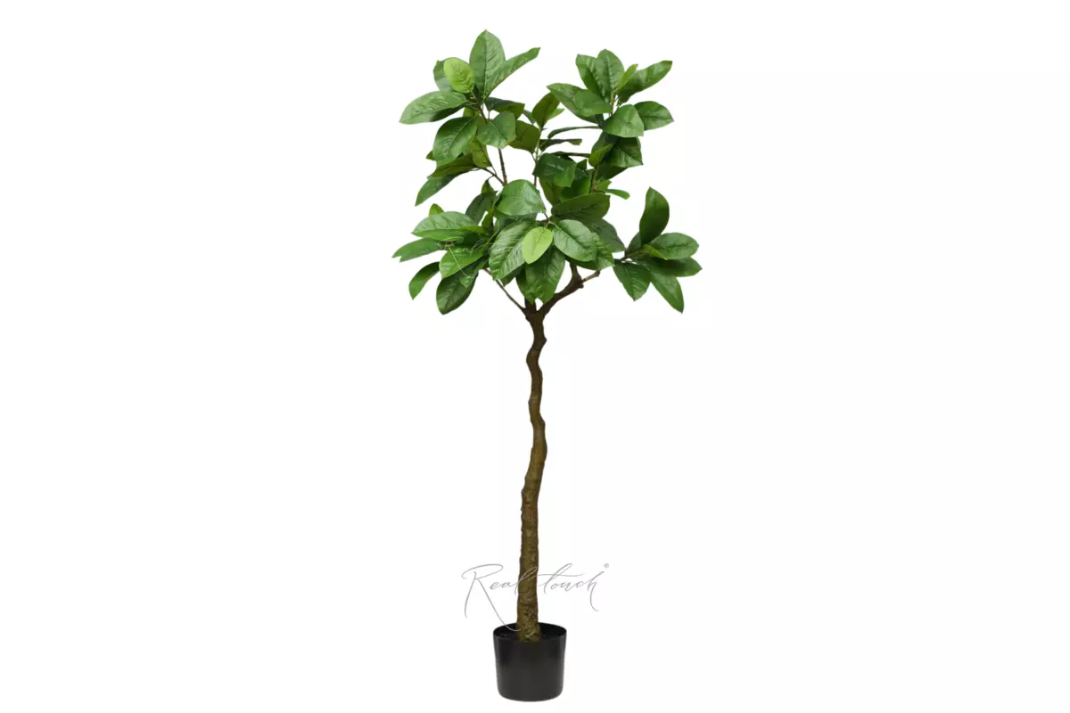 Фикус в кашпо 150см - Зеленый