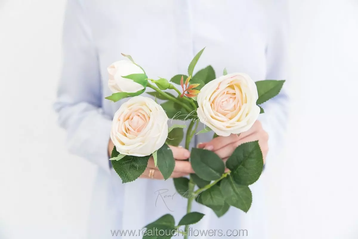 Роза Пионовидная 3+1 - Молочно-розовый