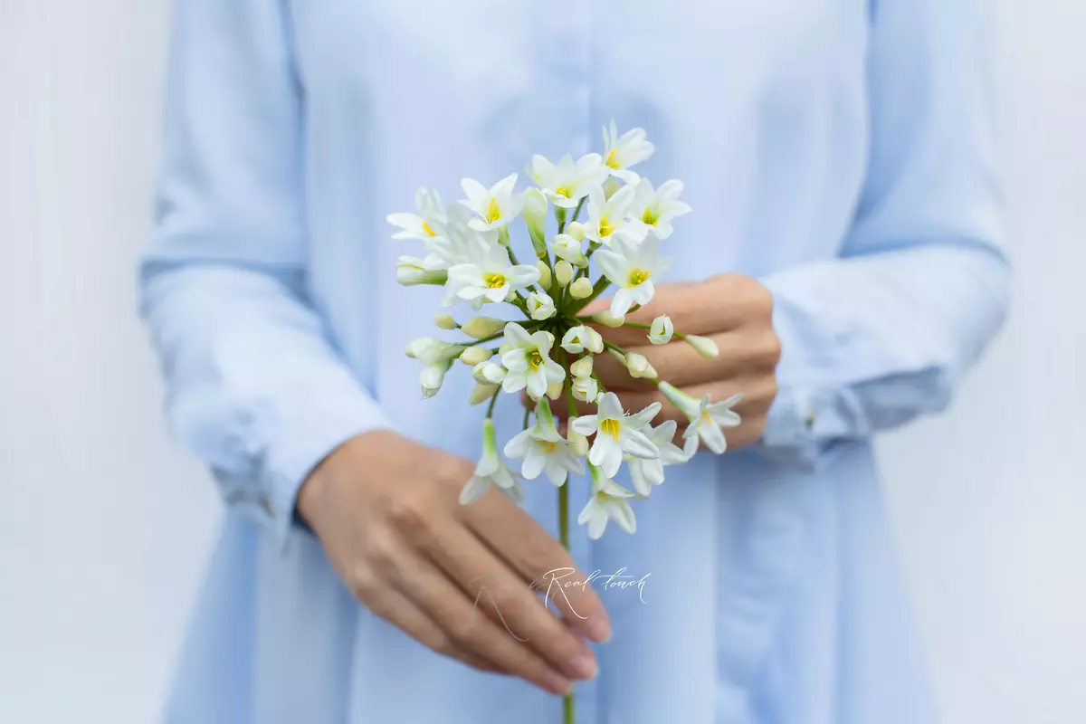 Агапантус - Белый