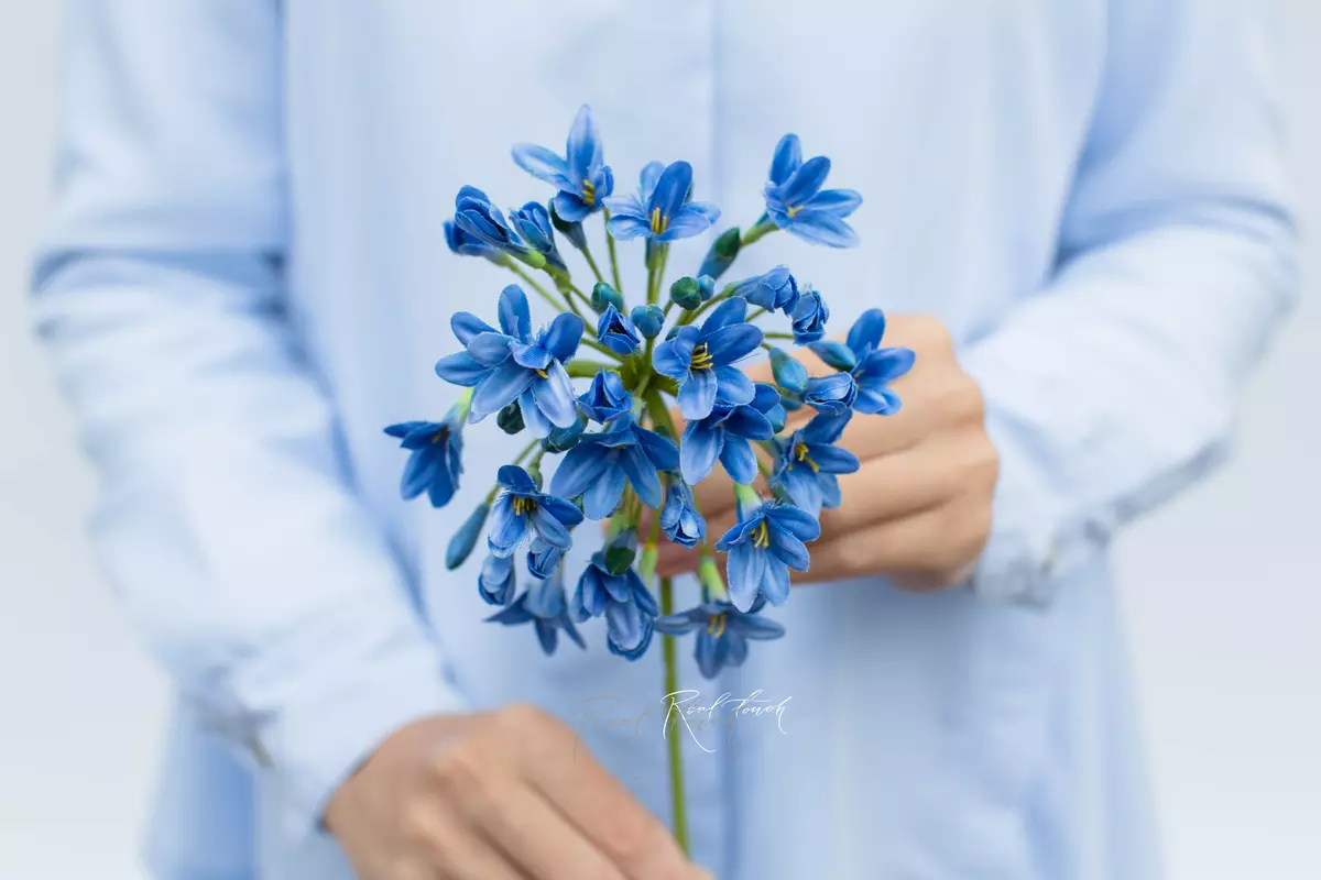 Агапантус (1593) - Синий (уценён) Агапантус (1593) - Синий (уценён)