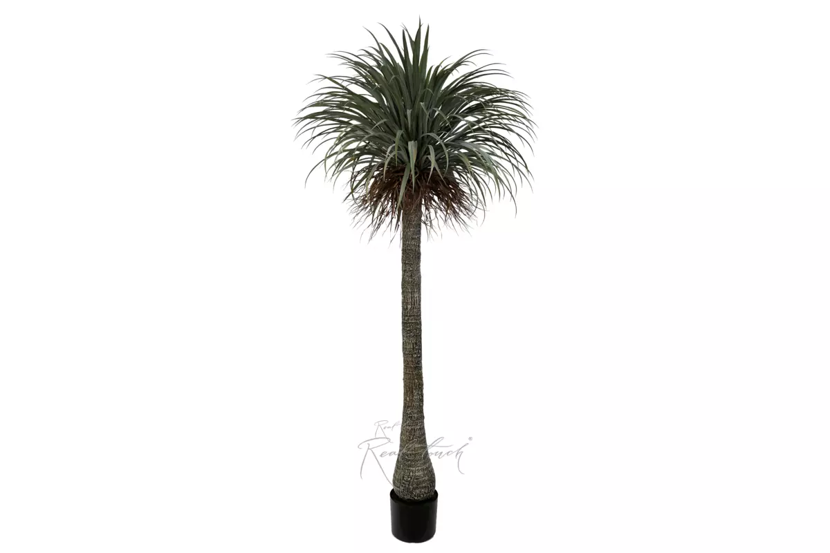 Нолина в кашпо 230см - Зеленый Нолина в кашпо 230см - Зеленый